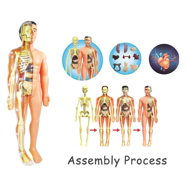 Child assembling human body organ teaching model