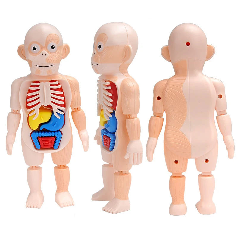 Educational human torso model fully assembled