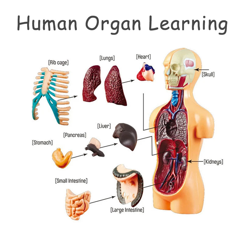 Removable organs of DIY human torso model