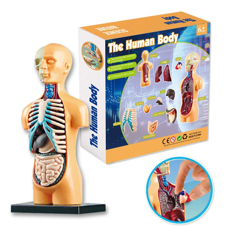 Anatomy learning kit organs laid out