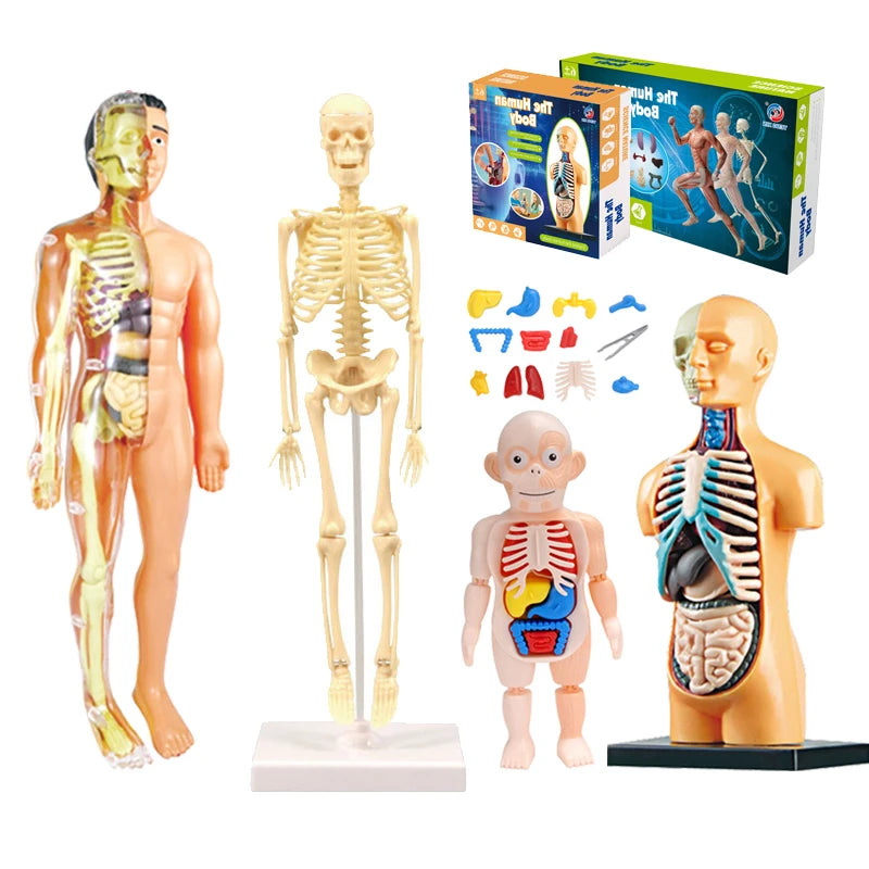 3D human body torso anatomy model for kids