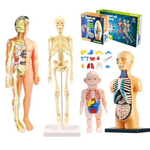3D human body torso anatomy model for kids